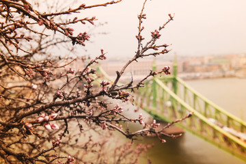 view of the  Liberty Bridge 