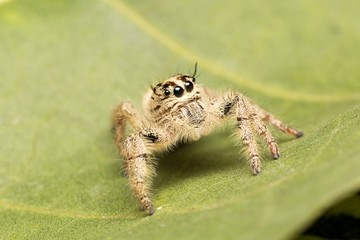 Macro small spider