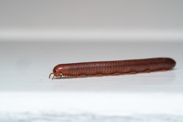 Siamese Millipede
