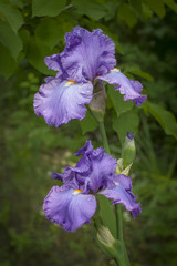 bearded violet iris