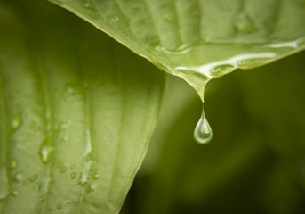 Fototapeta premium A rain drop on a green leaf