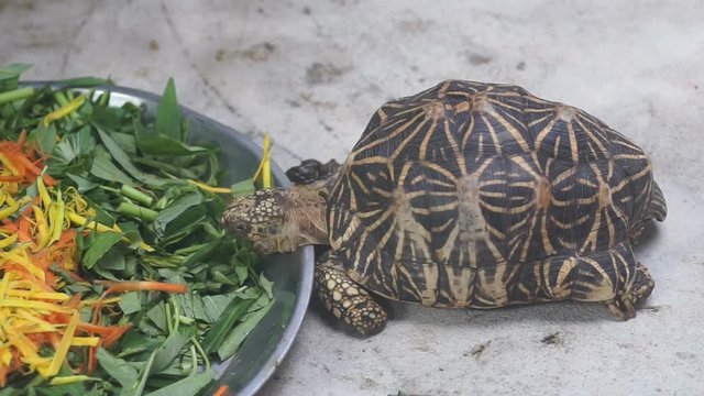 Two turtles with star pattern on shell, one eating food another is walking by