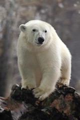 Portrait of white big animal polar bear with second blurred bear in bacgroun and snow flakes