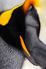 Poster Koningspinguïn, Aptenodytes-patagonicus. Pinguïn detail reiniging van veren detail portret van zeevogel. Pinguïn met zwarte en gele kop. Mooie pinguïn in Falklandeilanden. Portret van pinguïn. © ondrejprosicky