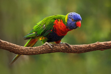 Naklejka na ściany i meble Colourful parrot Rainbow, Lorikeets Trichoglossus haematodus, sitting on the branch, animal in the nature habitat, Australia. Blue, red and green from nature habitat. Parrot sitting on the branch.