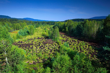 Fototapeta na wymiar Typical landscape from Sumava national park in Czech Republic, Soumarske raseliniste. Green forest with blue sky. Peat bog place with spruce forest during summer.
