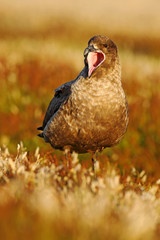 Brown skua, Catharacta antarctica. Water bird sitting in the autumn grass with open bill. Skua with evening light, Skua with open bill. Brown skua sitting in the grass. Skua in the nature, Argentina