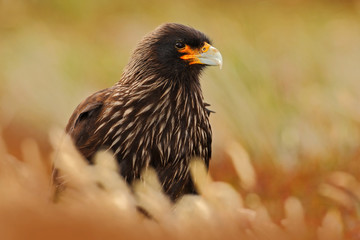 Portrait of birds of prey Strieted caracara, Phalcoboenus australis. Caracara sitting in the grass in Falkland Islands, Argentina. Caracara in the nature habitat. Detail portrait of caracara.