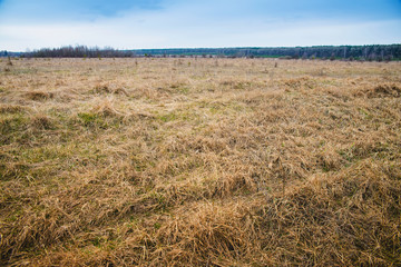 Fototapeta premium field with a dry grass 