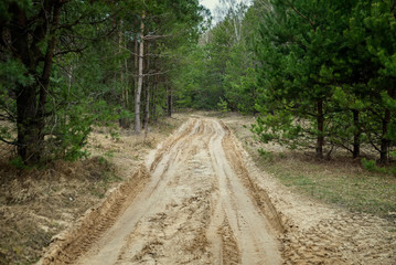 sandy road in forest