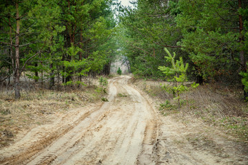 Fototapeta na wymiar sandy road in forest