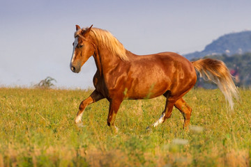 Red horse with long mane run on pasture