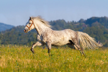 Obraz na płótnie Canvas White horse with long mane run