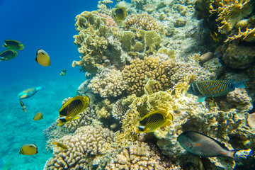 coral reef of the red sea 