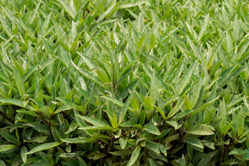 Obraz premium Leaves green background close up, plant background