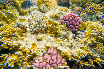 Plakat coral reef of the red sea 