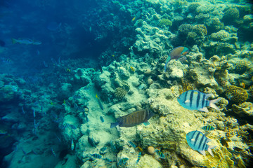coral reef of the red sea 