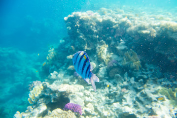 coral reef of the red sea 