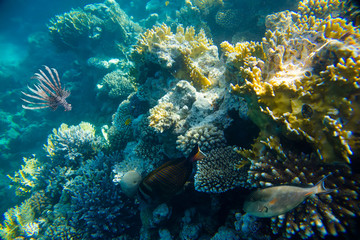 Fototapeta na wymiar coral reef of the red sea 