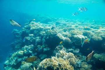 Naklejka na ściany i meble coral reef of the red sea 
