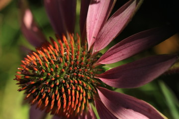 Roter Sonnenhut - Echinacea