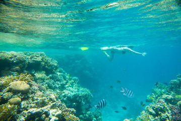 Fototapeta na wymiar coral reef in red sea 