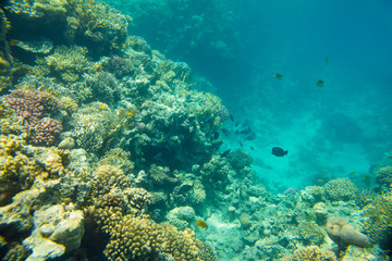 Fototapeta na wymiar coral reef in red sea 