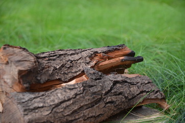 Obraz premium Dry firewood. On green background /on grass.