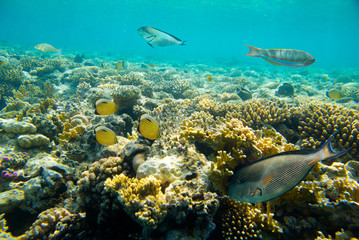 Fototapeta na wymiar coral reef of the sea 