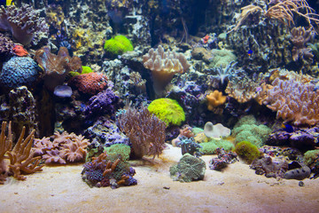 Naklejka na ściany i meble Морской аквариум с кораллами