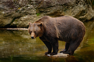 Brown bear drinking water. Brown bear, Ursus arctos, sitting on the stone, near the water pond. Brow bear in the water. Big brown bear with water in the paw. Brown bear in the nature lake habitat.