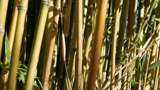Forests of bamboo plant stalk close-up shallow DOF 4K 3840X2160 30fps UltraHD video - Beautiful Bambusoideae forest with a lot of young green plants 4K 2160p UHD footage 