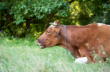 Naklejka premium cow lying in a pasture