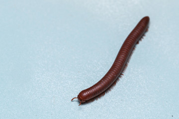 Siamese Millipede
