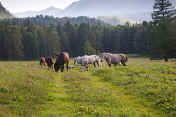 Herd of horses grazing in a field in a mountainous area
