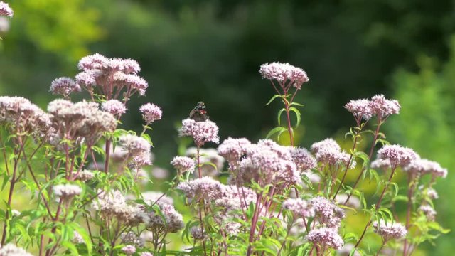 Red admiral butterfly (Vanessa atalanta) nectaring on hemp-agimony. Insect feeding on hemp-agrimony (Eupatorium cannabinum), showing orange and white markings on upper surfaces of wings