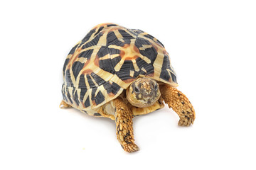 Indian Starred Tortoise eating on white background