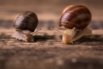 snail on wooden background