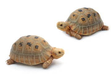 Elogated Tortoise ( Indotestudo elongata), Yellow turtle on whit