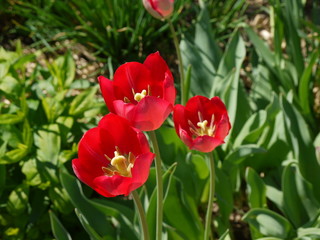 Красные тюльпаны
