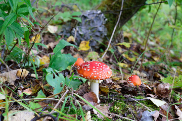 мухомор