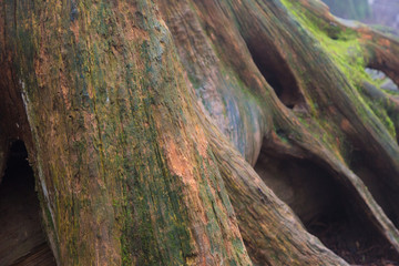 Old tree trunk in rain forest