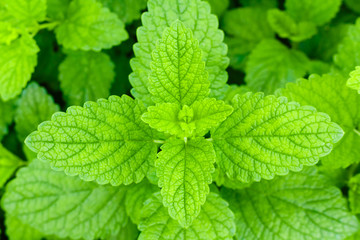 herbal background: green fresh sprigs of mint (lemon balm) in the garden on the bush, top view