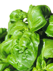 Basil, fresh herb isolated on white background.