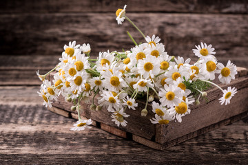 chamomile flowers on a wooden background.
