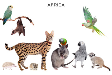 African animals on white