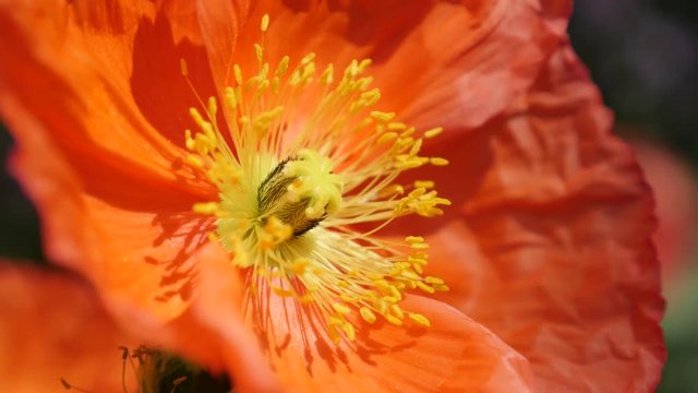 Detailed orange boreal flowering plant Iceland Poppy in the garden 4K 2160p 30fps UltraHD footage - Papaver nudicaule family Papaveraceae bud details 4K 3840X2160 UHD video 