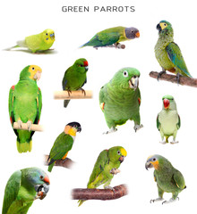 Naklejka premium Green parrots on white