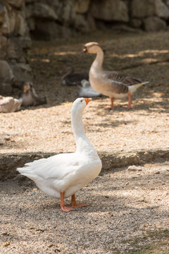 Two domestic geese