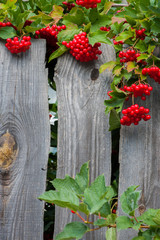 Bunch of guelder-rose(viburnum) berries on wood en fence